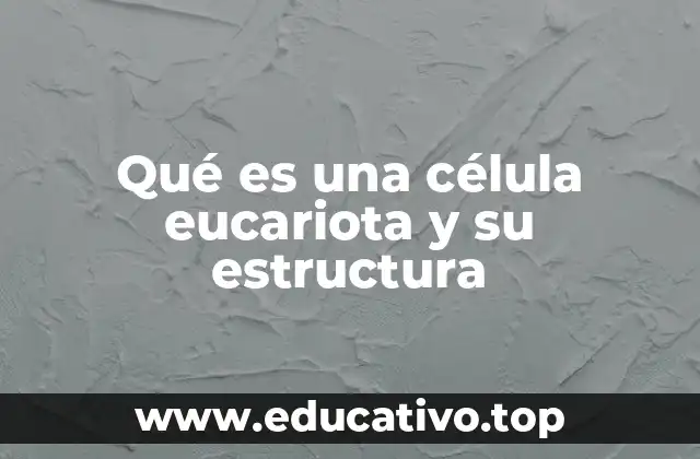 Qué es una célula eucariota y su estructura