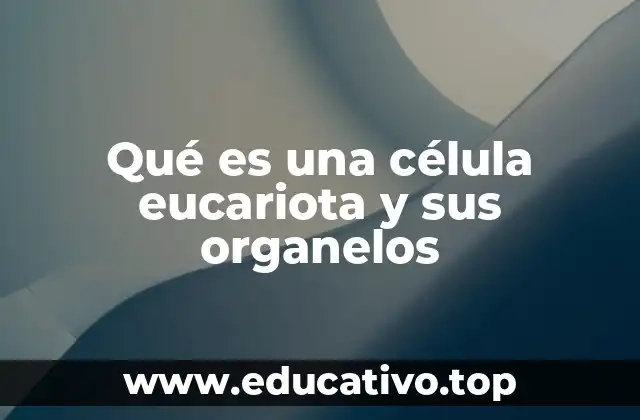 Qué es una célula eucariota y sus organelos