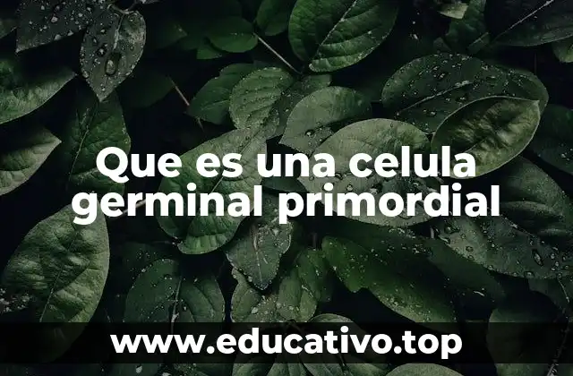 Que es una celula germinal primordial