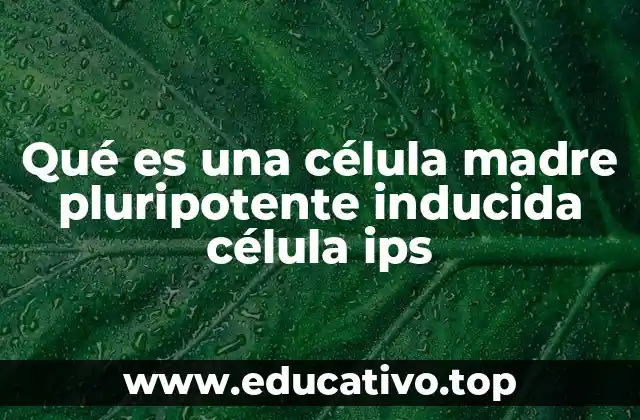 Qué es una célula madre pluripotente inducida célula ips