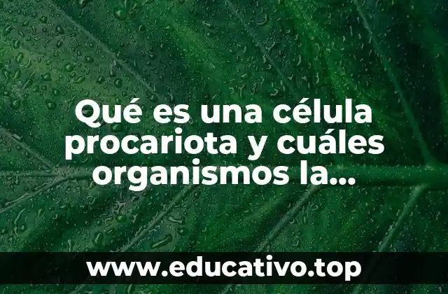 Qué es una célula procariota y cuáles organismos la conforman