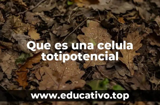 Que es una celula totipotencial