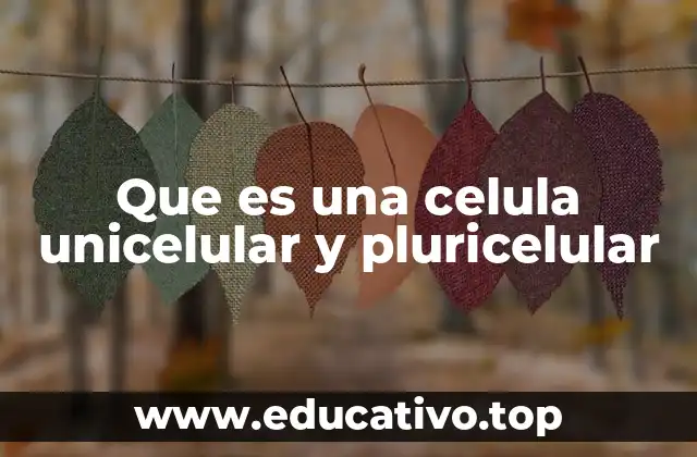 Que es una celula unicelular y pluricelular