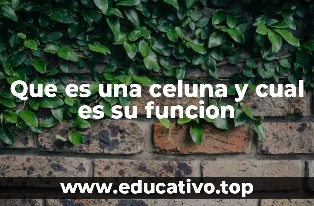 Que es una celuna y cual es su funcion
