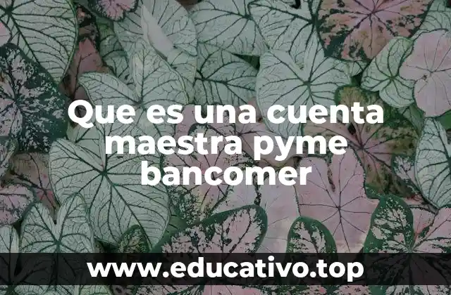 Que es una cuenta maestra pyme bancomer