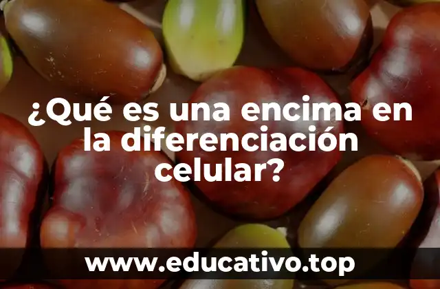 ¿Qué es una encima en la diferenciación celular?