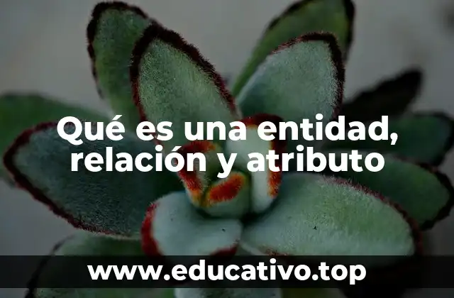 Qué es una entidad, relación y atributo