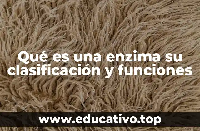 Qué es una enzima su clasificación y funciones
