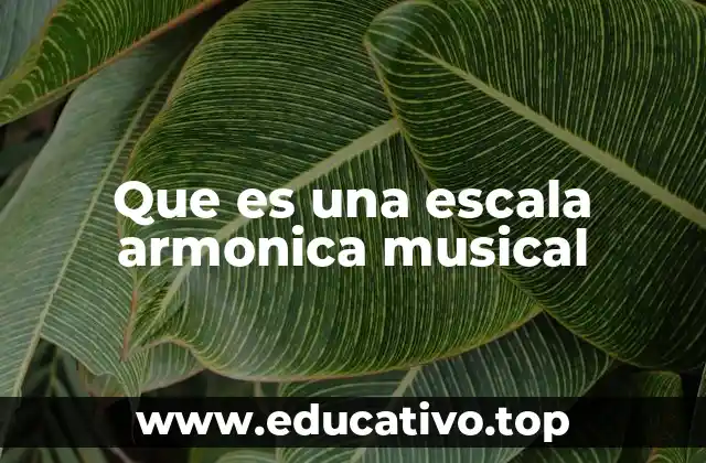 Cómo las escalas armónicas estructuran la música