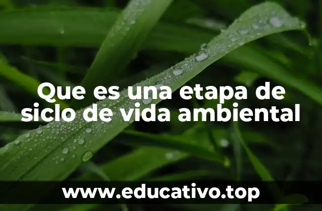 La importancia del estudio de cada fase del ciclo de vida