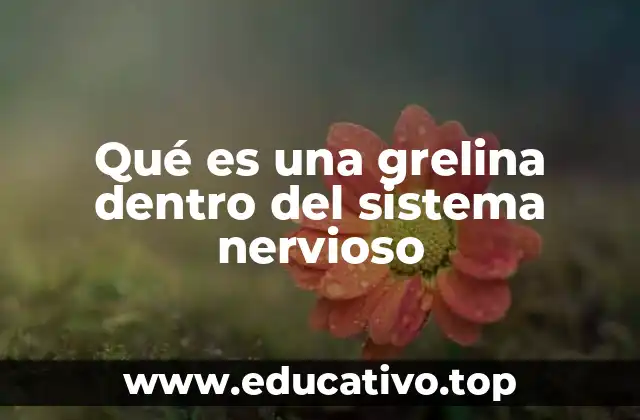 Qué es una grelina dentro del sistema nervioso
