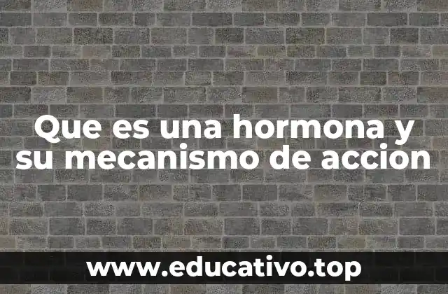 La importancia de las hormonas en el equilibrio fisiológico