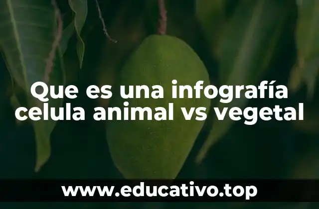 Que es una infografía celula animal vs vegetal