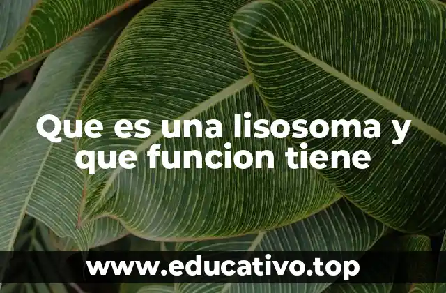 Que es una lisosoma y que funcion tiene