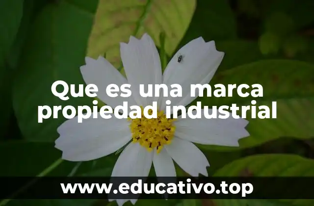 La importancia de la protección de las marcas en el entorno empresarial