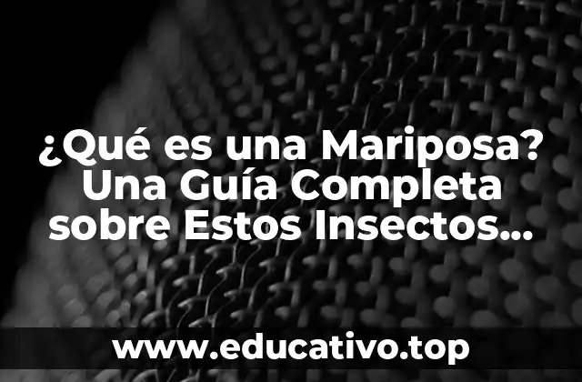 ¿Qué es una Mariposa? Una Guía Completa sobre Estos Insectos Fascinantes