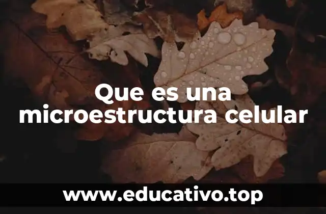 Que es una microestructura celular