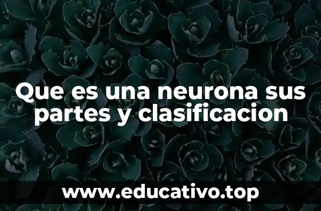 Que es una neurona sus partes y clasificacion