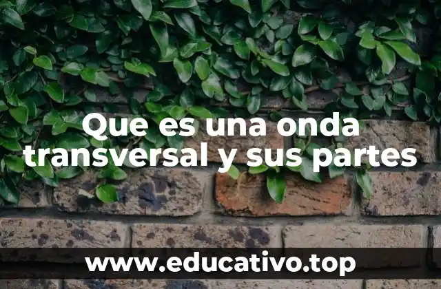 Que es una onda transversal y sus partes