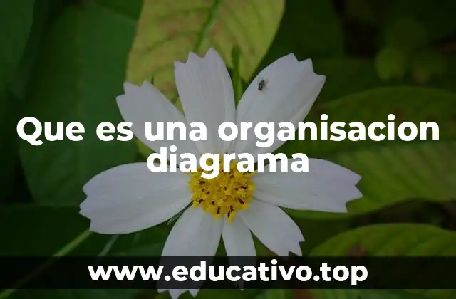 Que es una organisacion diagrama