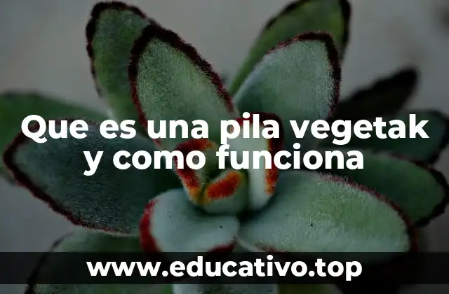 Que es una pila vegetak y como funciona