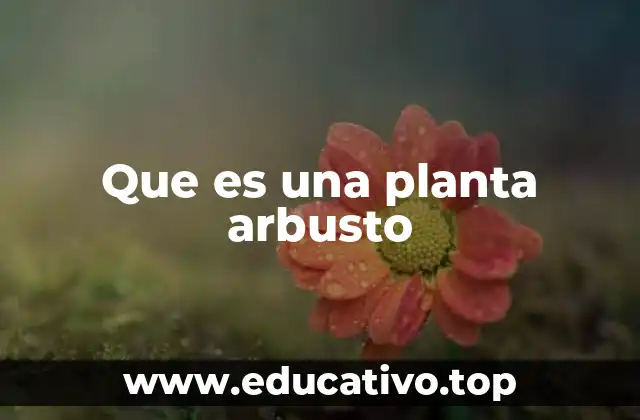 Que es una planta arbusto