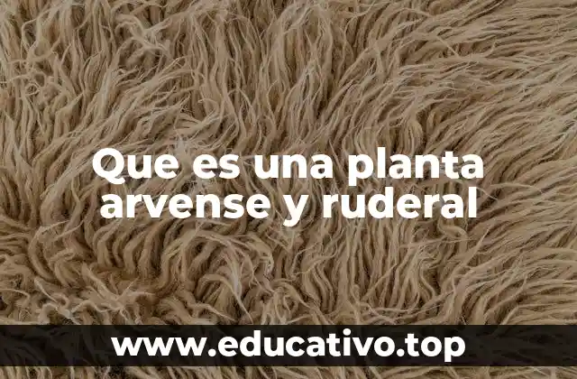Que es una planta arvense y ruderal