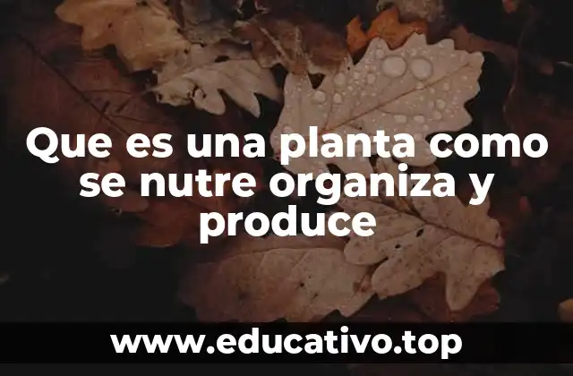 Que es una planta como se nutre organiza y produce