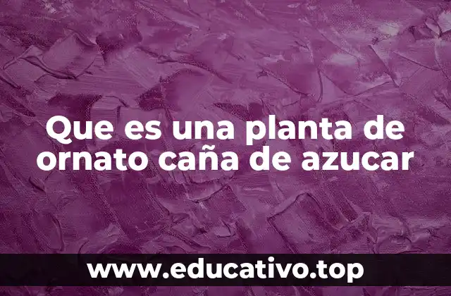 Que es una planta de ornato caña de azucar