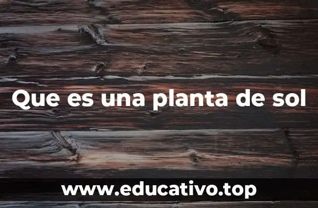 Que es una planta de sol