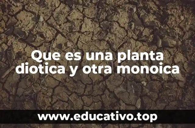Diferencias esenciales entre plantas dióicas y monoicas