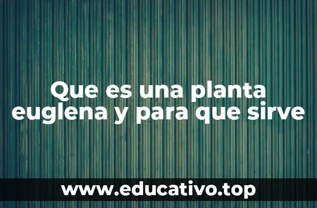 Que es una planta euglena y para que sirve
