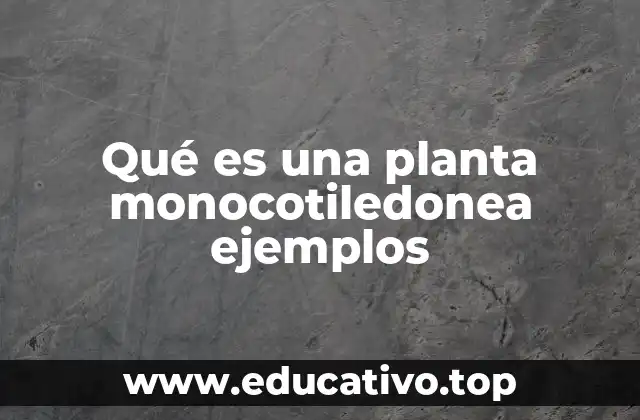 Qué es una planta monocotiledonea ejemplos