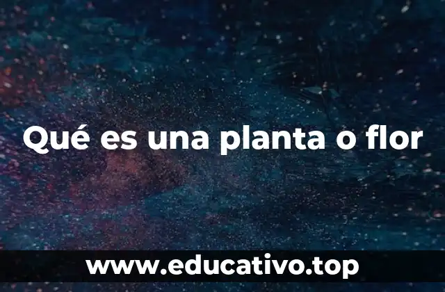 Qué es una planta o flor
