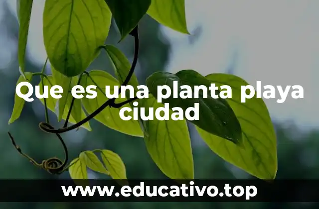 Que es una planta playa ciudad