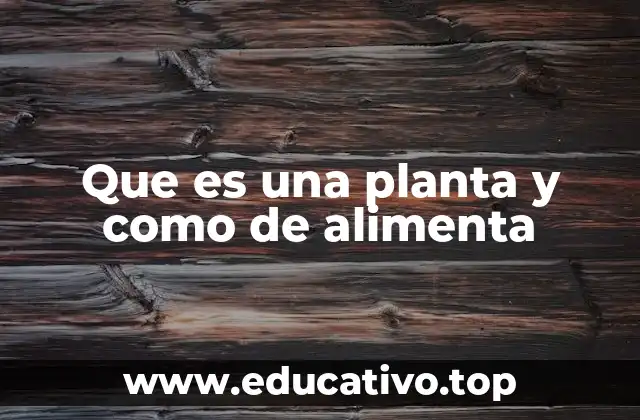 Que es una planta y como de alimenta