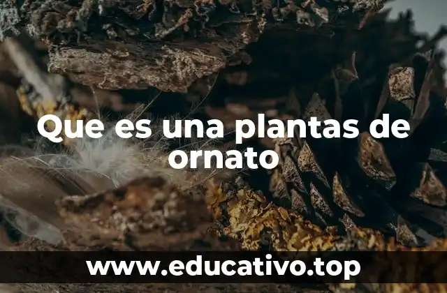 Que es una plantas de ornato
