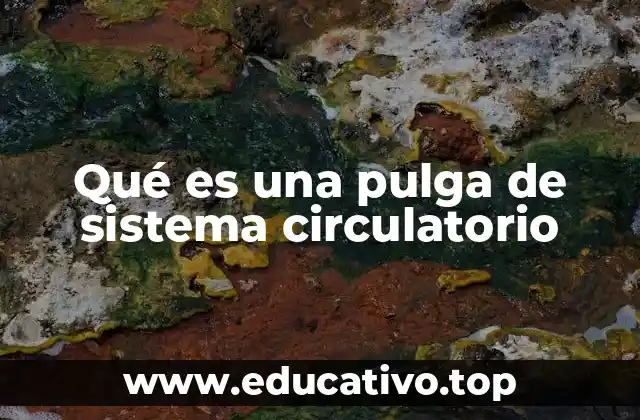 Qué es una pulga de sistema circulatorio