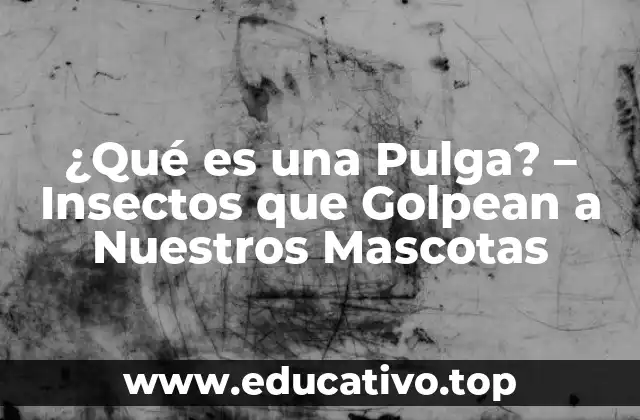 ¿Qué es una Pulga? – Insectos que Golpean a Nuestros Mascotas