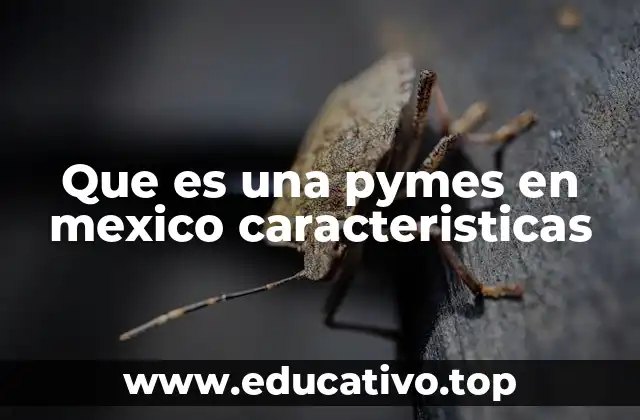 Que es una pymes en mexico caracteristicas