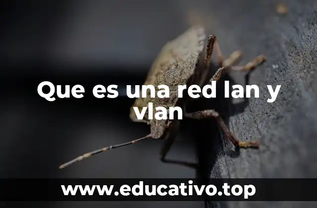 Que es una red lan y vlan