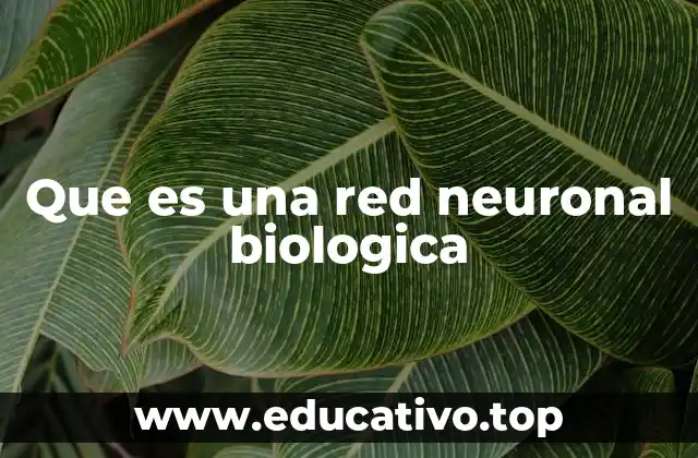 Que es una red neuronal biologica