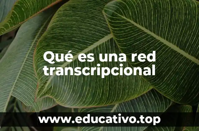 Qué es una red transcripcional