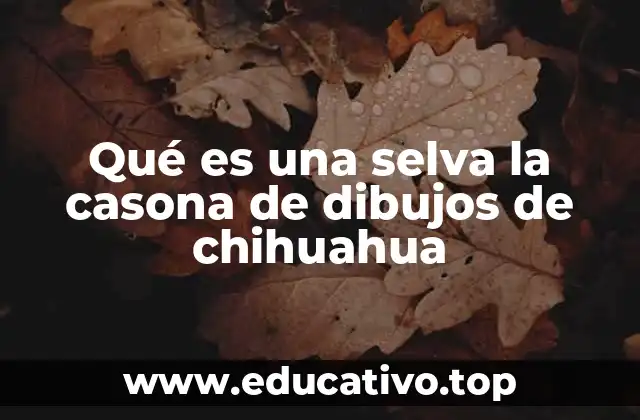 Qué es una selva la casona de dibujos de chihuahua