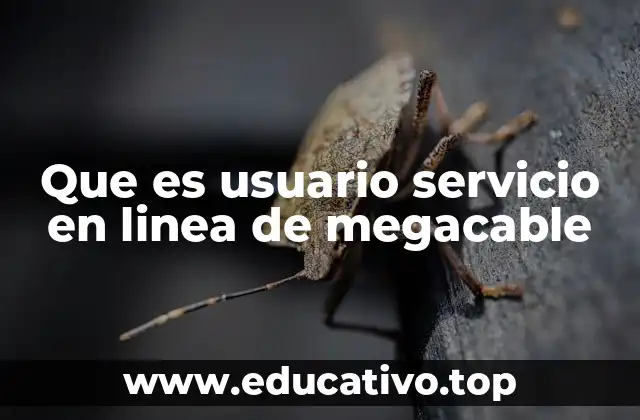 Que es usuario servicio en linea de megacable