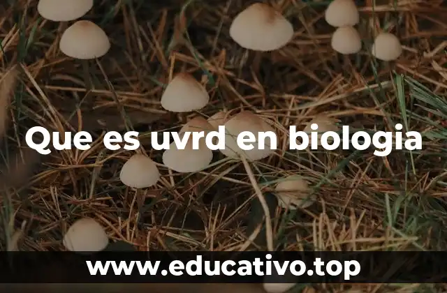 Los efectos del daño UV en el ADN