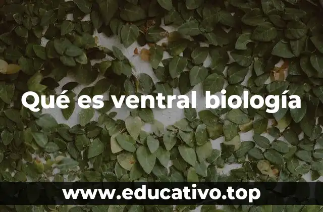 Qué es ventral biología
