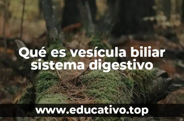 Qué es vesícula biliar sistema digestivo