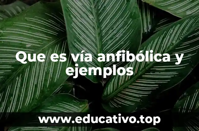 Que es vía anfibólica y ejemplos