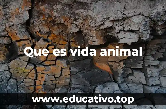 Que es vida animal